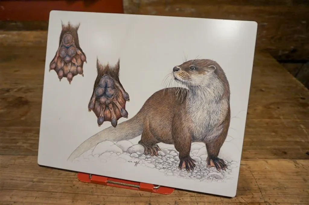Fischotter Ausstellung im Dürstelerhaus Ottikon Gossau (ZH) Von wissenschaftlichen Illustrationen bis zu Präparaten: Die Fischotter-Ausstellung im Dürstelerhaus Gossau präsentiert das Tier als Wappentier und Naturbotschafter in vielfältigen Formen.