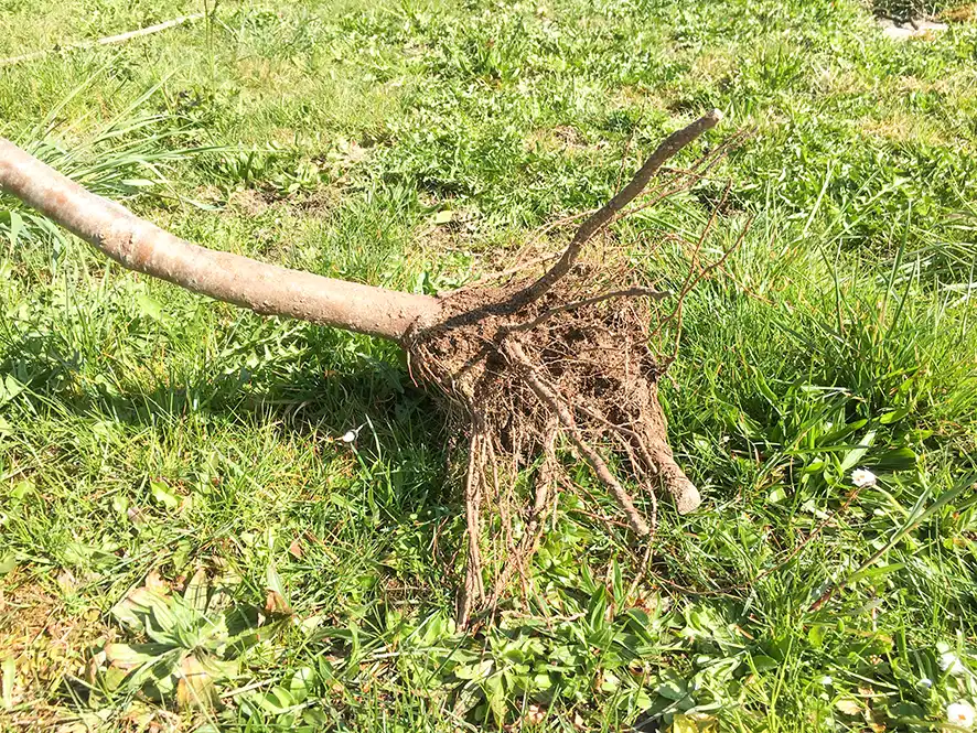 Rosenapfelbaum – älter als das Dürstelerhaus Pflanzung eines Rosenapfelbaums im Garten des Dürstelerhauses in Gossau