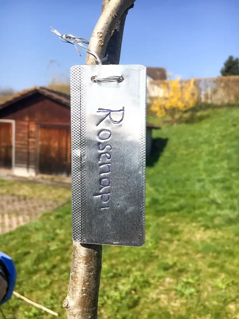 Rosenapfelbaum – älter als das Dürstelerhaus Mitglieder des Vereins Dürstelerhaus pflanzen einen historischen Rosenapfelbaum