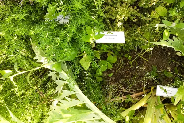 Beschriftete Beete mit Heilpflanzen im Kräutergarten des Ortsmuseums